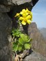 Eine Schlüsselblume mit gelben Blüten